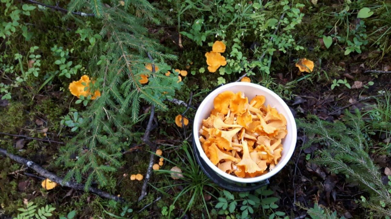 Kujanpaeae | Paajoen Vuokramoekit Hotel Himos Екстериор снимка
