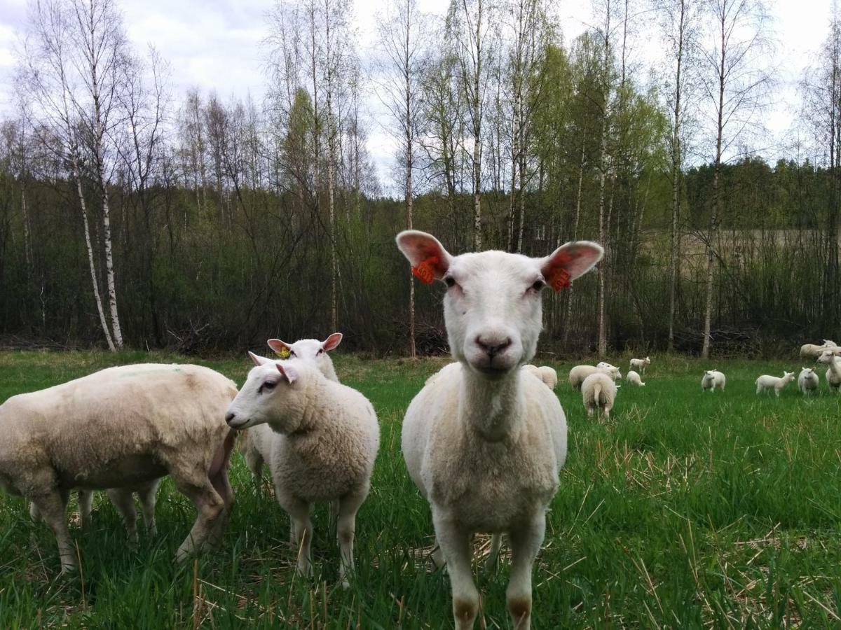 Kujanpaeae | Paajoen Vuokramoekit Hotel Himos Екстериор снимка