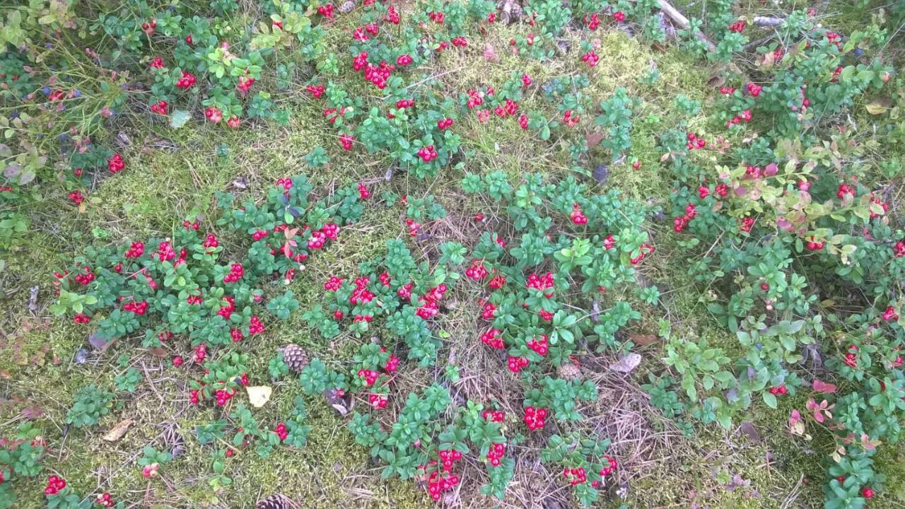 Kujanpaeae | Paajoen Vuokramoekit Hotel Himos Екстериор снимка